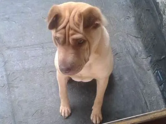 Cachorro ra a Sharpey idade 2 anos nome Marley