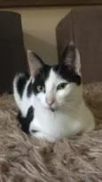 Tuaila