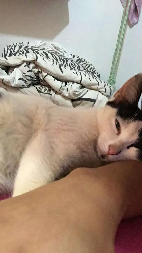 Gato ra a nao sei idade 2 a 6 meses nome Tuaila