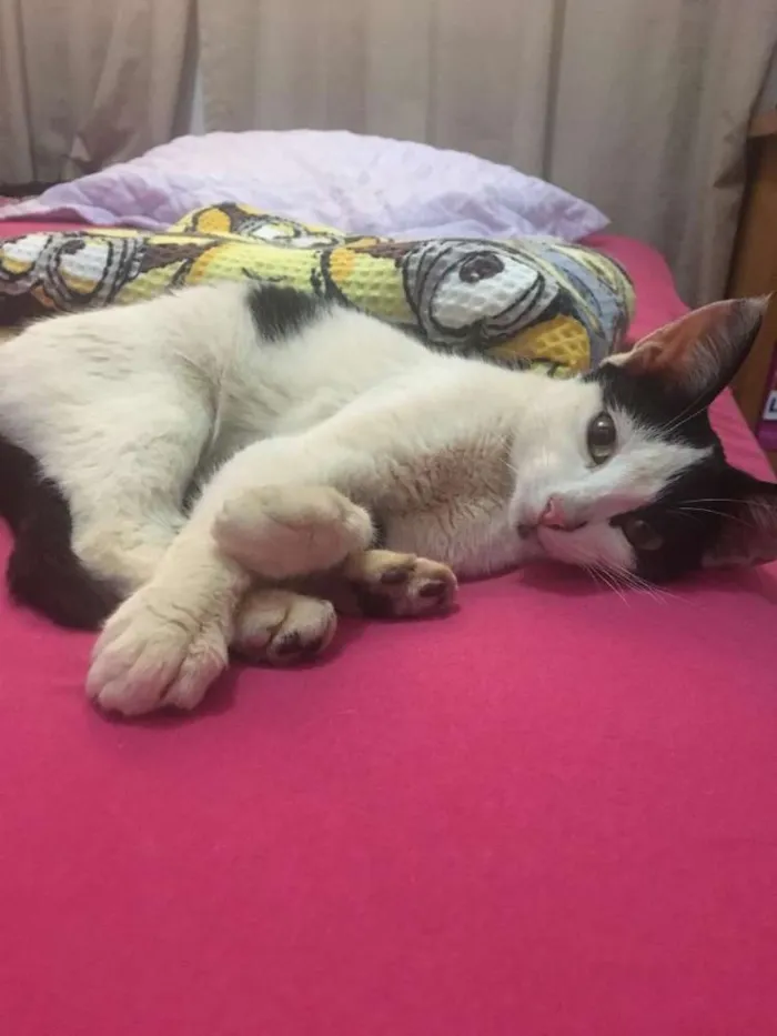 Gato ra a nao sei idade 2 a 6 meses nome Tuaila