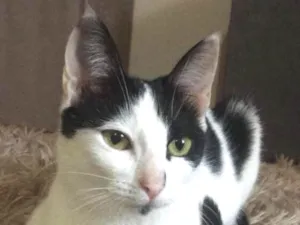 Gato raça nao sei idade 2 a 6 meses nome Tuaila