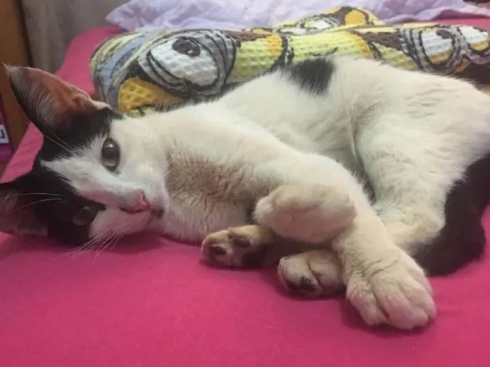 Gato ra a nao sei idade 2 a 6 meses nome Tuaila