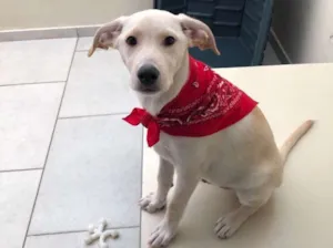 Cachorro raça SRD idade 2 a 6 meses nome Max