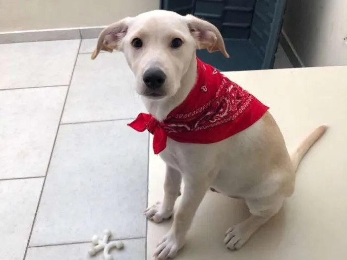 Cachorro ra a SRD idade 2 a 6 meses nome Max