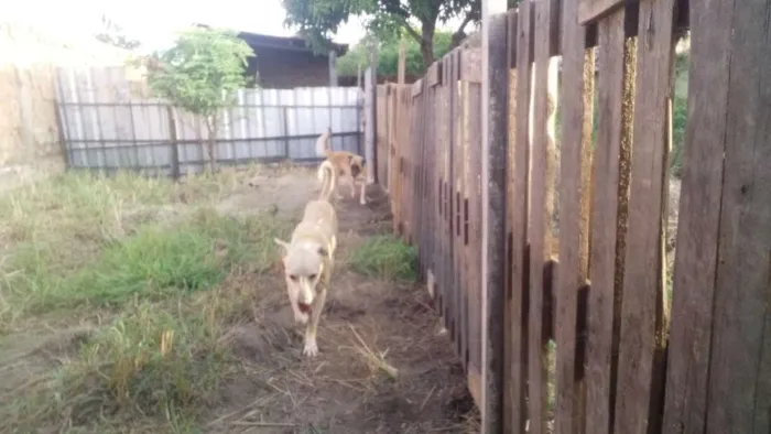 Cachorro ra a Labrador idade 2 anos nome Fred