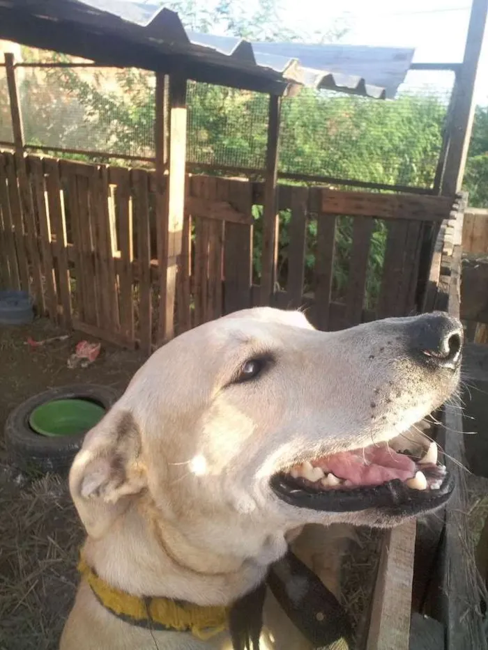 Cachorro ra a Labrador idade 2 anos nome Fred