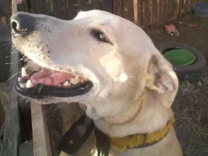 Cachorro raça Labrador idade 2 anos nome Fred