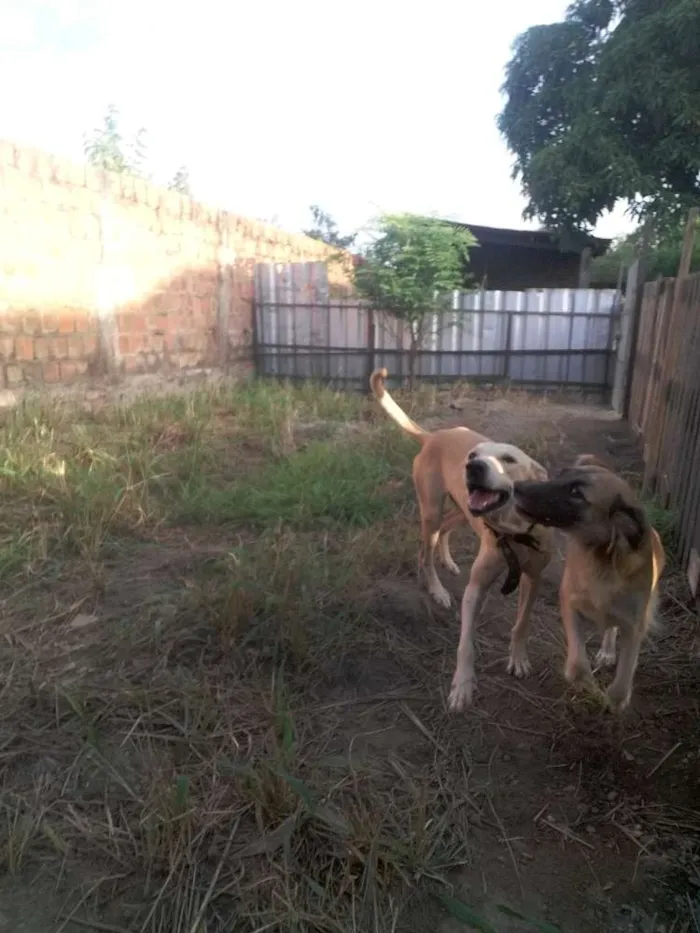 Cachorro ra a Labrador idade 2 anos nome Fred