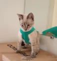 Maya