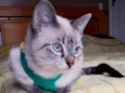Maya