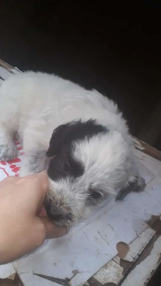 Cachorro ra a SRD idade Abaixo de 2 meses nome Filhotes