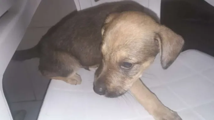 Cachorro ra a SRD idade Abaixo de 2 meses nome Filhotes
