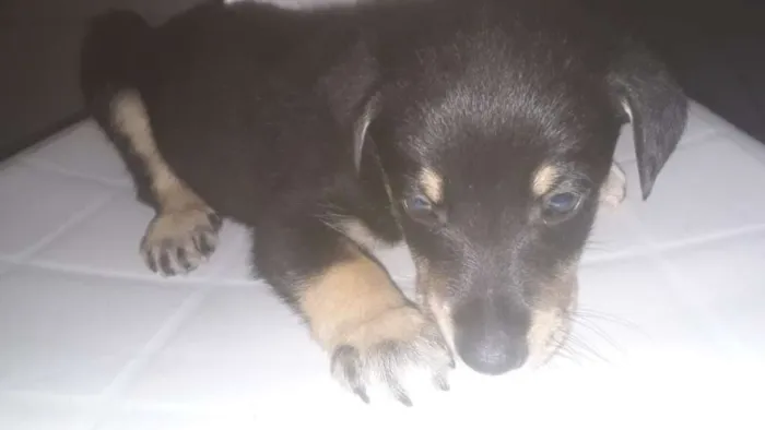 Cachorro ra a SRD idade Abaixo de 2 meses nome Filhotes