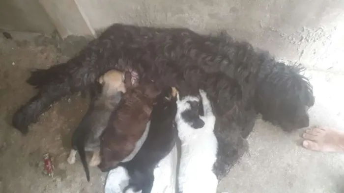 Cachorro ra a SRD idade Abaixo de 2 meses nome Filhotes
