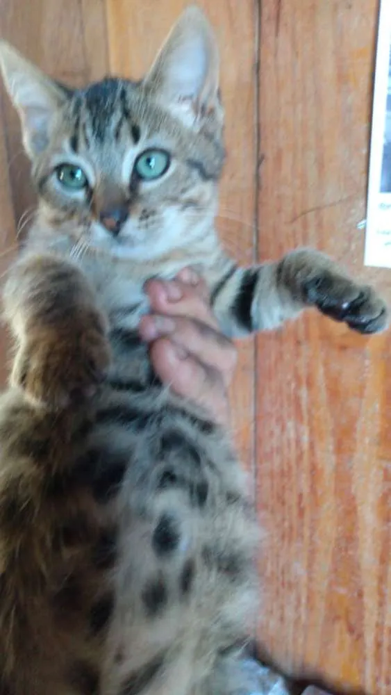 Gato ra a Gata idade 2 a 6 meses nome Paloma e Malhada