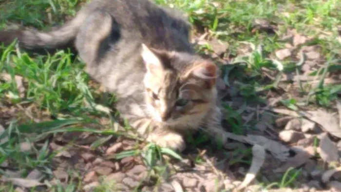 Gato ra a Gata idade 2 a 6 meses nome Paloma e Malhada