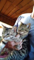 Paloma e Malhada