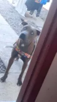 Belinha