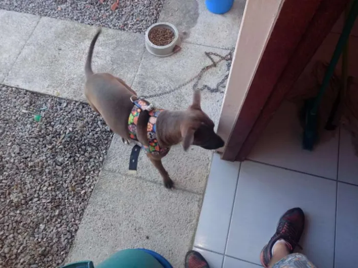 Cachorro ra a Pit-Bull idade 2 a 6 meses nome Belinha