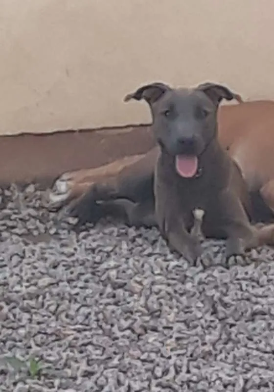 Cachorro ra a Pit-Bull idade 2 a 6 meses nome Belinha