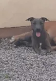 Belinha