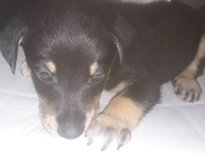 Cachorro ra a SRD idade Abaixo de 2 meses nome Filhotes