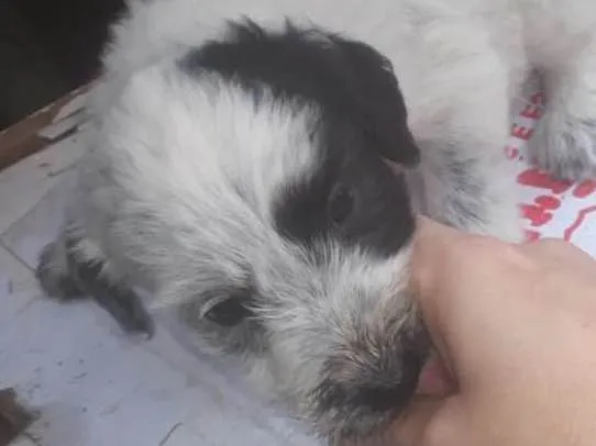 Cachorro ra a SRD idade Abaixo de 2 meses nome Filhotes