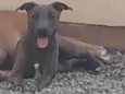 Belinha