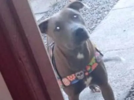 Cachorro ra a Pit-Bull idade 2 a 6 meses nome Belinha