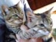 Paloma e Malhada
