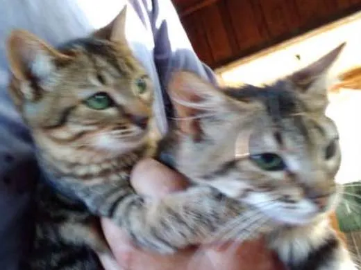Gato ra a Gata idade 2 a 6 meses nome Paloma e Malhada