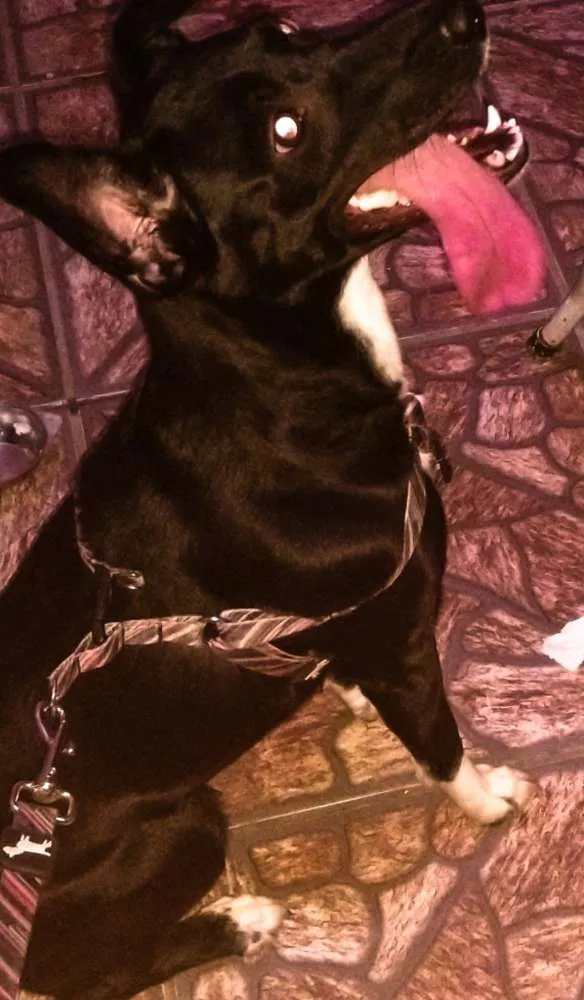 Cachorro ra a Mestiça idade 4 anos nome Mel