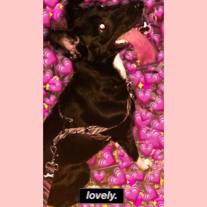 Cachorro ra a Mestiça idade 4 anos nome Mel