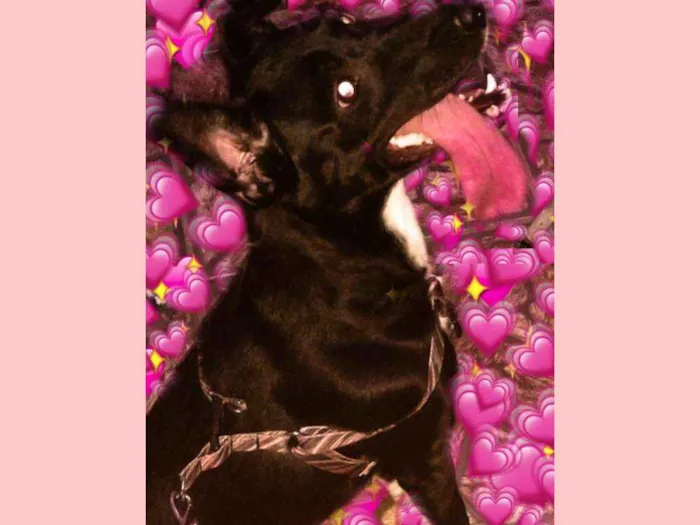 Cachorro ra a Mestiça idade 4 anos nome Mel