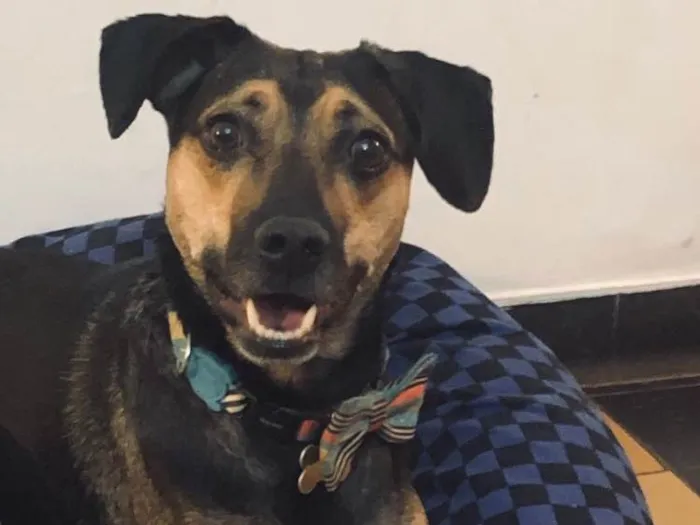 Cachorro raça SRD idade 3 anos nome Neno