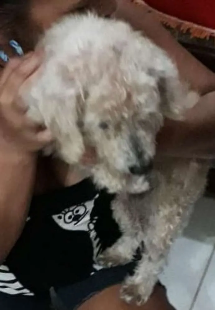 Cachorro ra a Poodle idade  nome Não sabemos