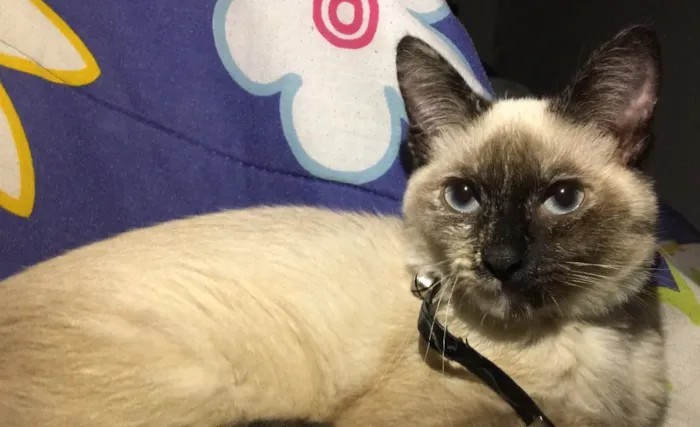 Gato ra a Siamês  idade 1 ano nome Ivy