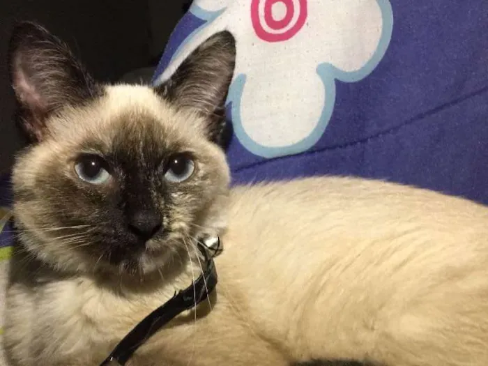Gato ra a Siamês  idade 1 ano nome Ivy