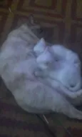 Nikita