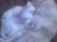 Nikita