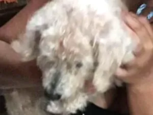 Cachorro raça Poodle idade  nome Não sabemos