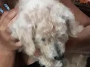 Cachorro raça Poodle idade  nome Não sabemos