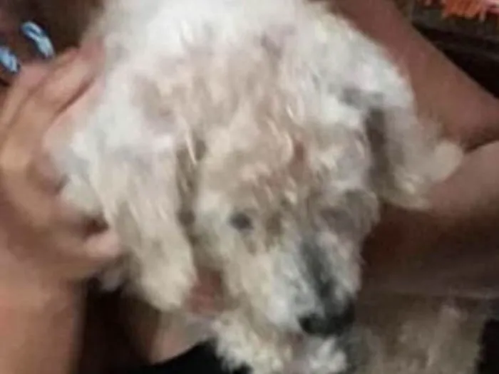 Cachorro ra a Poodle idade  nome Não sabemos