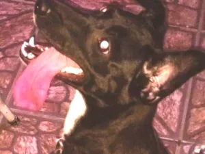 Cachorro raça Mestiça idade 4 anos nome Mel
