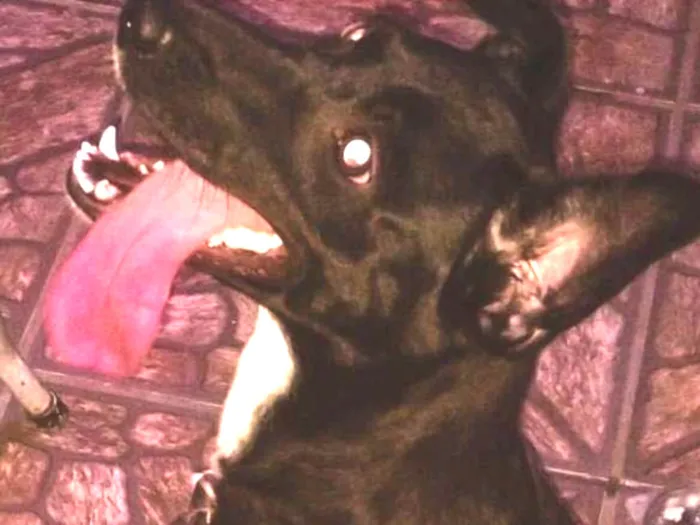 Cachorro ra a Mestiça idade 4 anos nome Mel