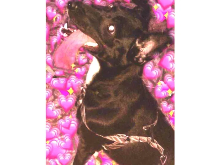 Cachorro ra a Mestiça idade 4 anos nome Mel