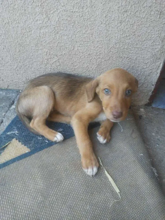 Cachorro ra a Vira-lata idade 2 a 6 meses nome Sem nome