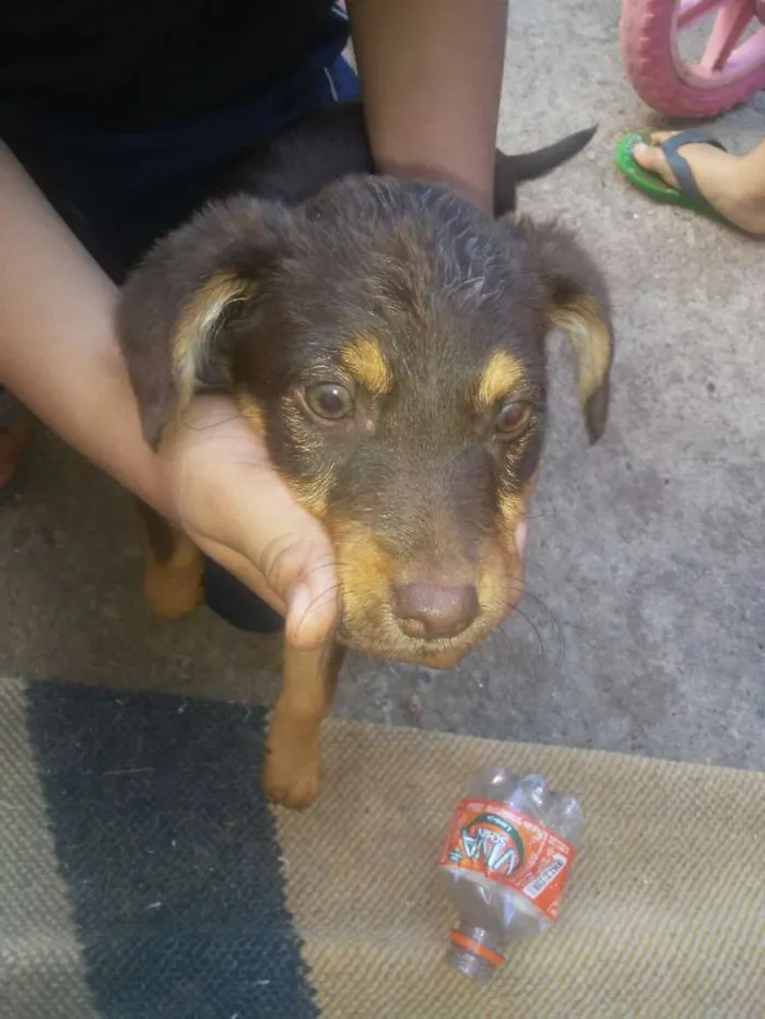 Cachorro ra a Vira-lata idade 2 a 6 meses nome Sem nome