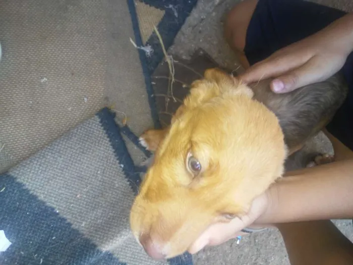Cachorro ra a Vira-lata idade 2 a 6 meses nome Sem nome