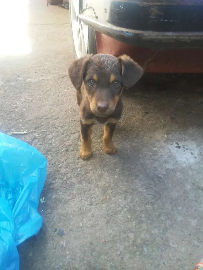 Cachorro ra a Vira-lata idade 2 a 6 meses nome Sem nome